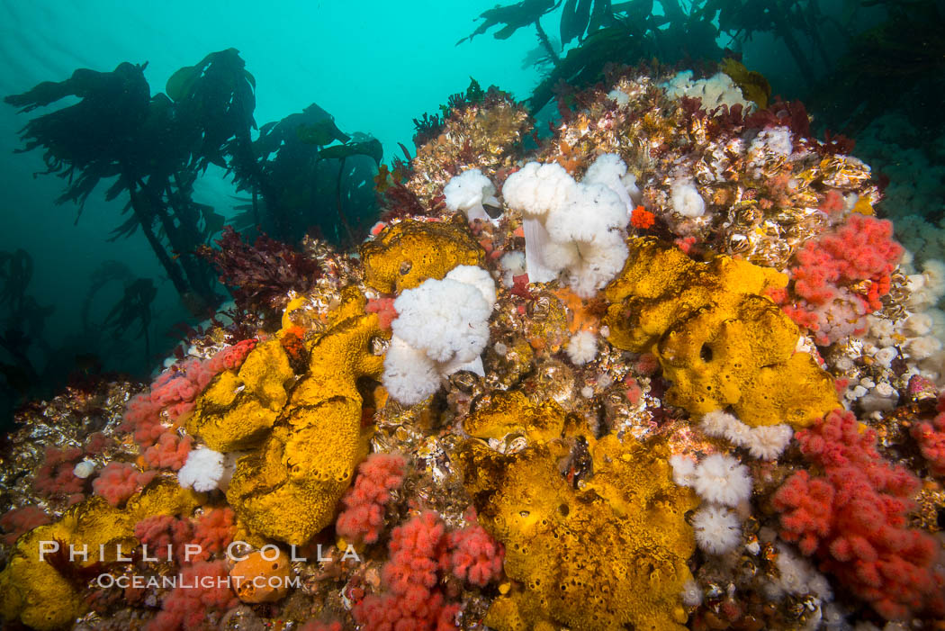 Colorful Metridium anemones, pink Gersemia soft corals, yellow suphur sponges cover the rocky reef in a kelp forest near Vancouver Island and the Queen Charlotte Strait.  Strong currents bring nutrients to the invertebrate life clinging to the rocks. British Columbia, Canada, Gersemia rubiformis, Halichondria panicea, natural history stock photograph, photo id 34396