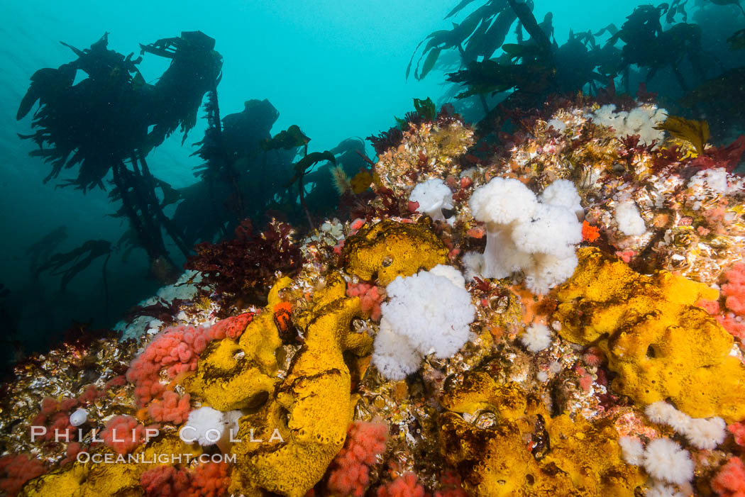 Colorful Metridium anemones, pink Gersemia soft corals, yellow suphur sponges cover the rocky reef in a kelp forest near Vancouver Island and the Queen Charlotte Strait.  Strong currents bring nutrients to the invertebrate life clinging to the rocks. British Columbia, Canada, Gersemia rubiformis, Halichondria panicea, natural history stock photograph, photo id 34448