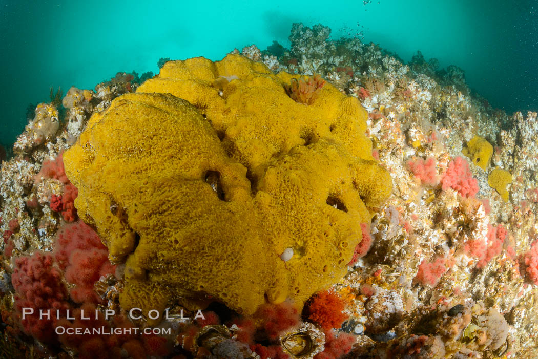 Colorful Metridium anemones, pink Gersemia soft corals, yellow suphur sponges cover the rocky reef in a kelp forest near Vancouver Island and the Queen Charlotte Strait.  Strong currents bring nutrients to the invertebrate life clinging to the rocks. British Columbia, Canada, Gersemia rubiformis, Halichondria panicea, natural history stock photograph, photo id 34460