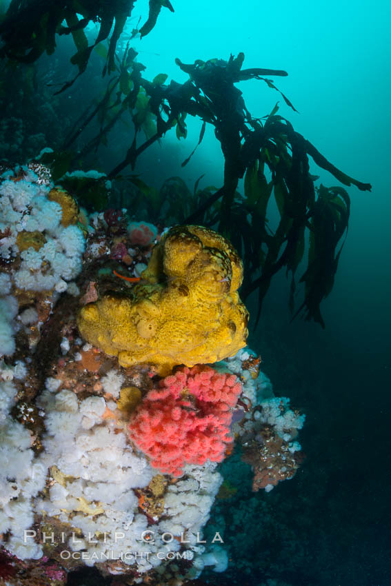 Colorful Metridium anemones, pink Gersemia soft corals, yellow suphur sponges cover the rocky reef in a kelp forest near Vancouver Island and the Queen Charlotte Strait.  Strong currents bring nutrients to the invertebrate life clinging to the rocks. British Columbia, Canada, Gersemia rubiformis, Halichondria panicea, Metridium senile, natural history stock photograph, photo id 34351