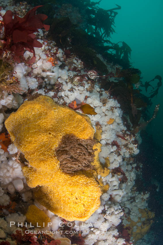 Colorful Metridium anemones, pink Gersemia soft corals, yellow suphur sponges cover the rocky reef in a kelp forest near Vancouver Island and the Queen Charlotte Strait.  Strong currents bring nutrients to the invertebrate life clinging to the rocks. British Columbia, Canada, Gersemia rubiformis, Halichondria panicea, natural history stock photograph, photo id 34411