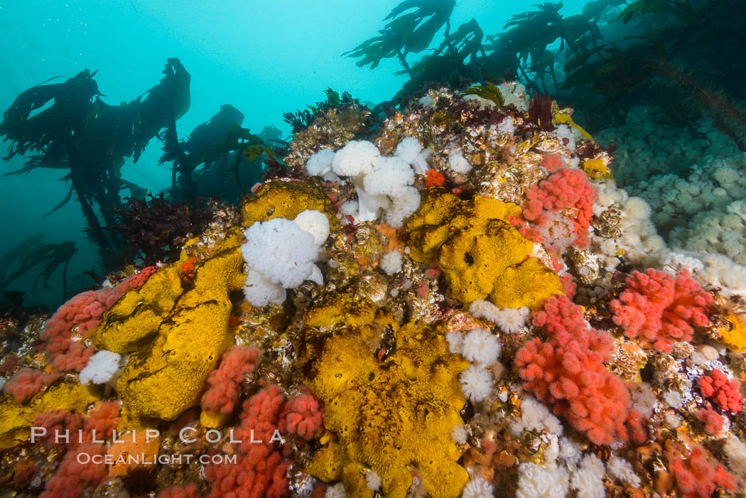 Colorful Metridium anemones, pink Gersemia soft corals, yellow suphur sponges cover the rocky reef in a kelp forest near Vancouver Island and the Queen Charlotte Strait.  Strong currents bring nutrients to the invertebrate life clinging to the rocks. British Columbia, Canada, Gersemia rubiformis, Halichondria panicea, natural history stock photograph, photo id 34449