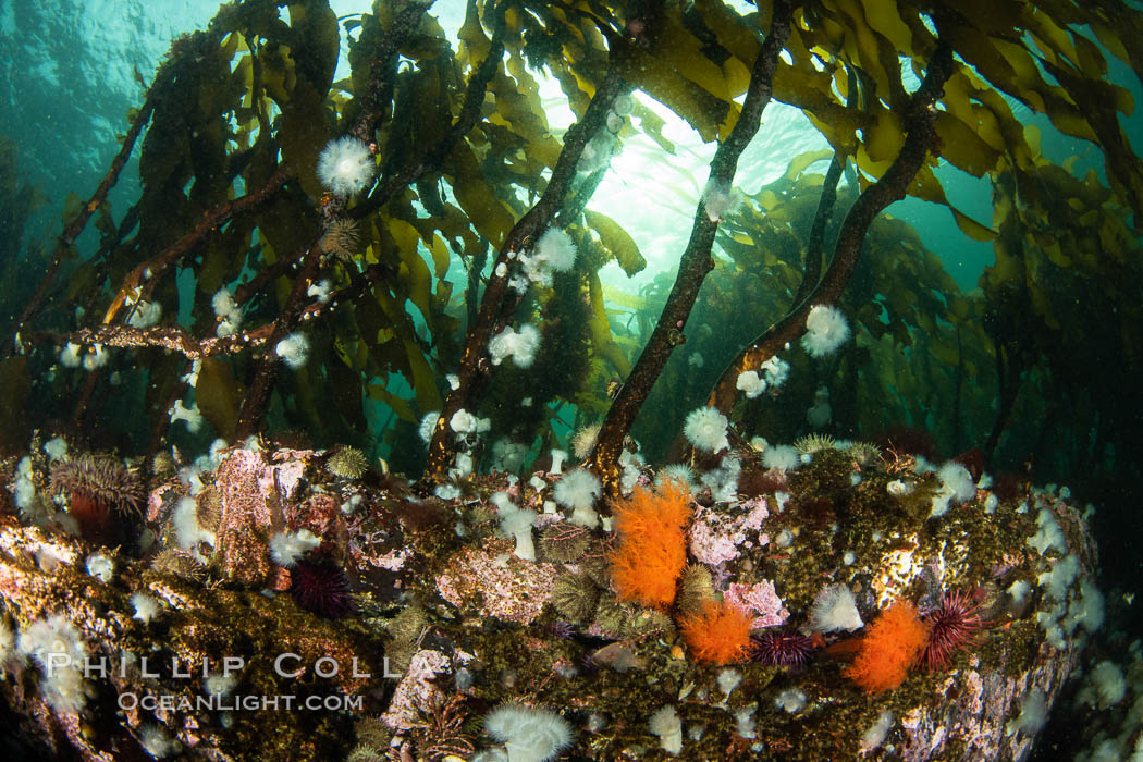 Metridium senile anemones cover the reef below a forest of bull kelp, Browning Pass, Vancouver Island. British Columbia, Canada, Metridium senile, Nereocystis luetkeana, natural history stock photograph, photo id 35258