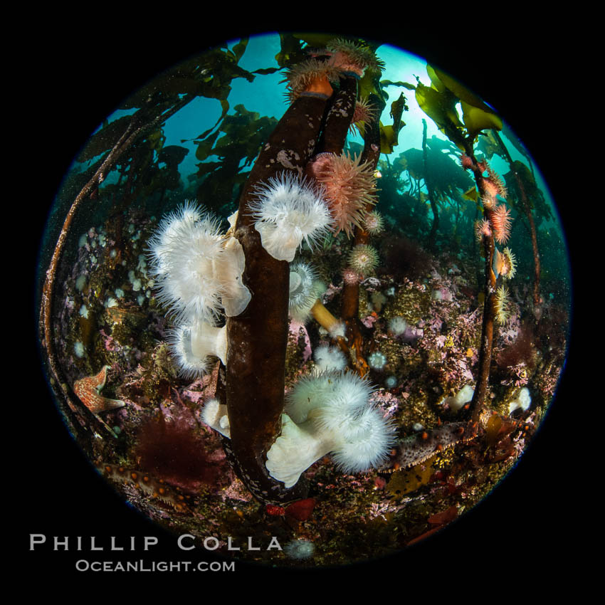 Metridium senile anemones cover the reef below a forest of bull kelp, Browning Pass, Vancouver Island. British Columbia, Canada, Metridium senile, Nereocystis luetkeana, natural history stock photograph, photo id 35430