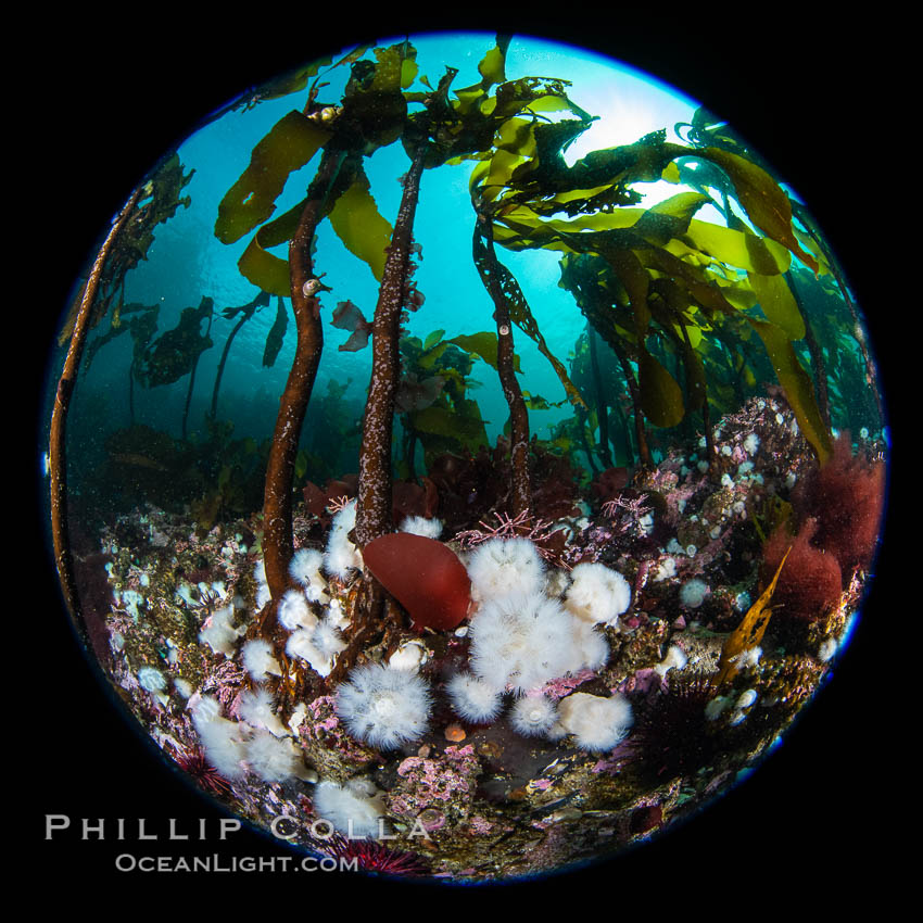 Metridium senile anemones cover the reef below a forest of bull kelp, Browning Pass, Vancouver Island. British Columbia, Canada, Metridium senile, Nereocystis luetkeana, natural history stock photograph, photo id 35300