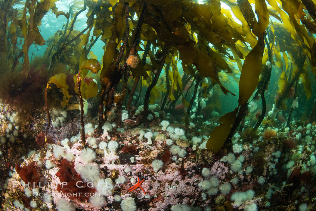 Metridium senile anemones cover the reef below a forest of bull kelp, Browning Pass, Vancouver Island. British Columbia, Canada, Metridium senile, Nereocystis luetkeana, natural history stock photograph, photo id 35289