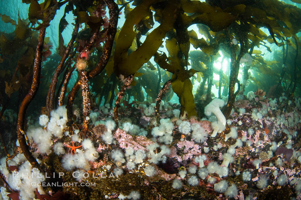 Metridium senile anemones cover the reef below a forest of bull kelp, Browning Pass, Vancouver Island. British Columbia, Canada, Metridium senile, Nereocystis luetkeana, natural history stock photograph, photo id 35353