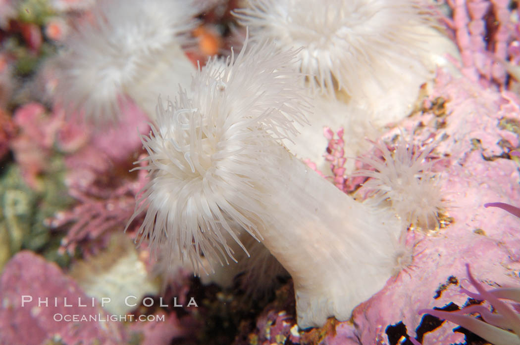 Plumose anemone., Metridium senile, natural history stock photograph, photo id 09022