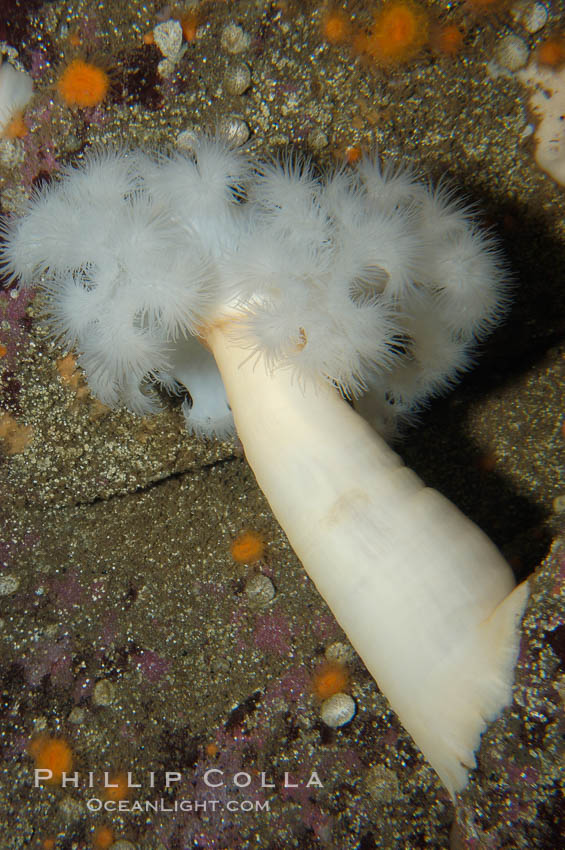 Giant Plumose Anemone., Metridium farcimen, natural history stock photograph, photo id 09016