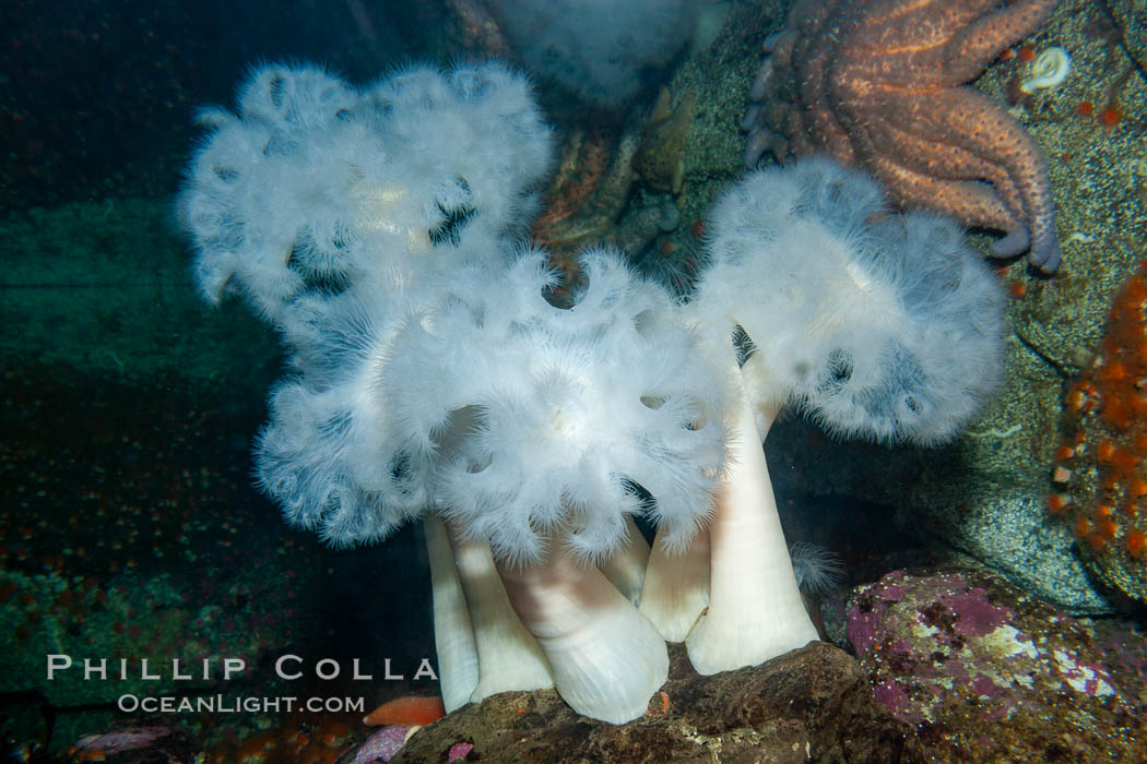 Giant plumose anemone., Metridium farcimen, natural history stock photograph, photo id 21528