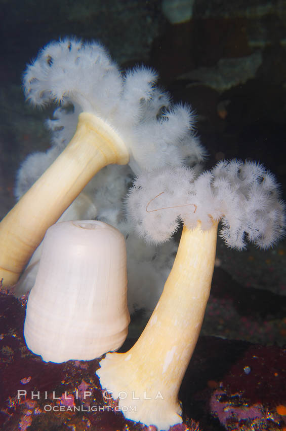 Giant plumose anemone., Metridium farcimen, natural history stock photograph, photo id 14043