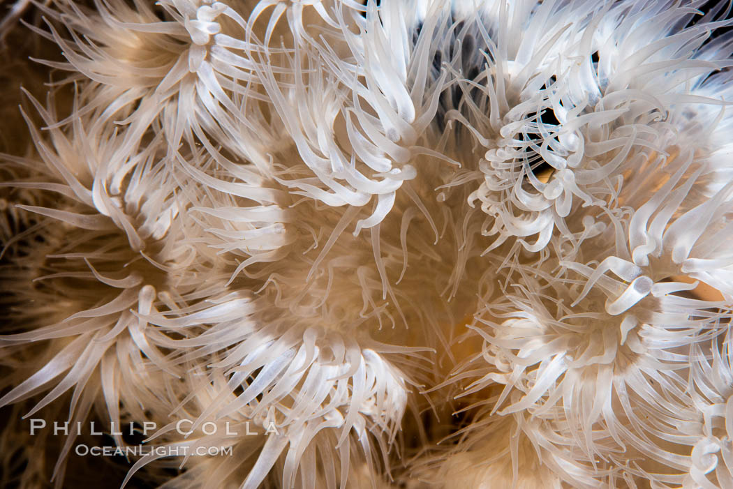 Metridium tentacle detail, Vancouver Island, Canada, Metridium senile