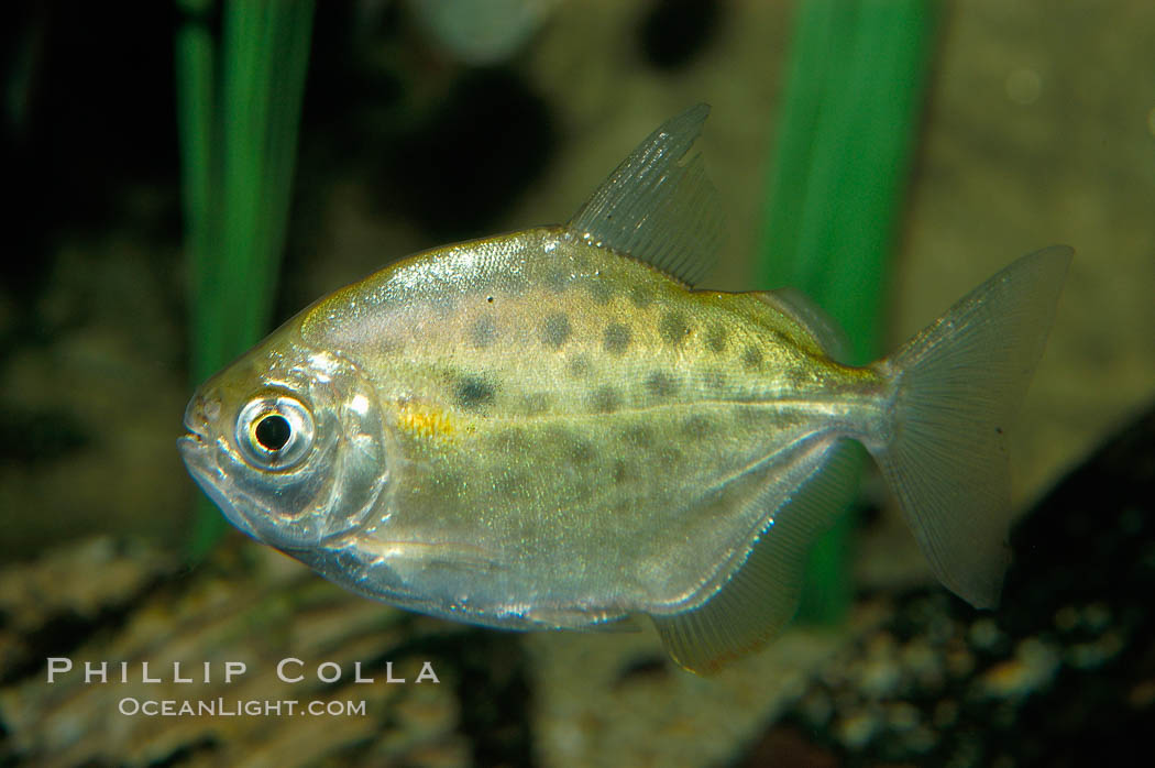 Silver dollar, a freshwater fish native to the Amazon and Paraguay river basins of South America., Metynnis hypsauchen, natural history stock photograph, photo id 09338