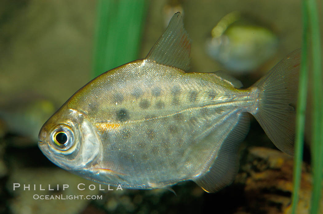 Silver dollar, a freshwater fish native to the Amazon and Paraguay river basins of South America., Metynnis hypsauchen, natural history stock photograph, photo id 09332