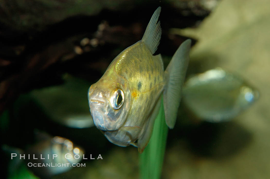 Silver dollar, a freshwater fish native to the Amazon and Paraguay river basins of South America., Metynnis hypsauchen, natural history stock photograph, photo id 09335