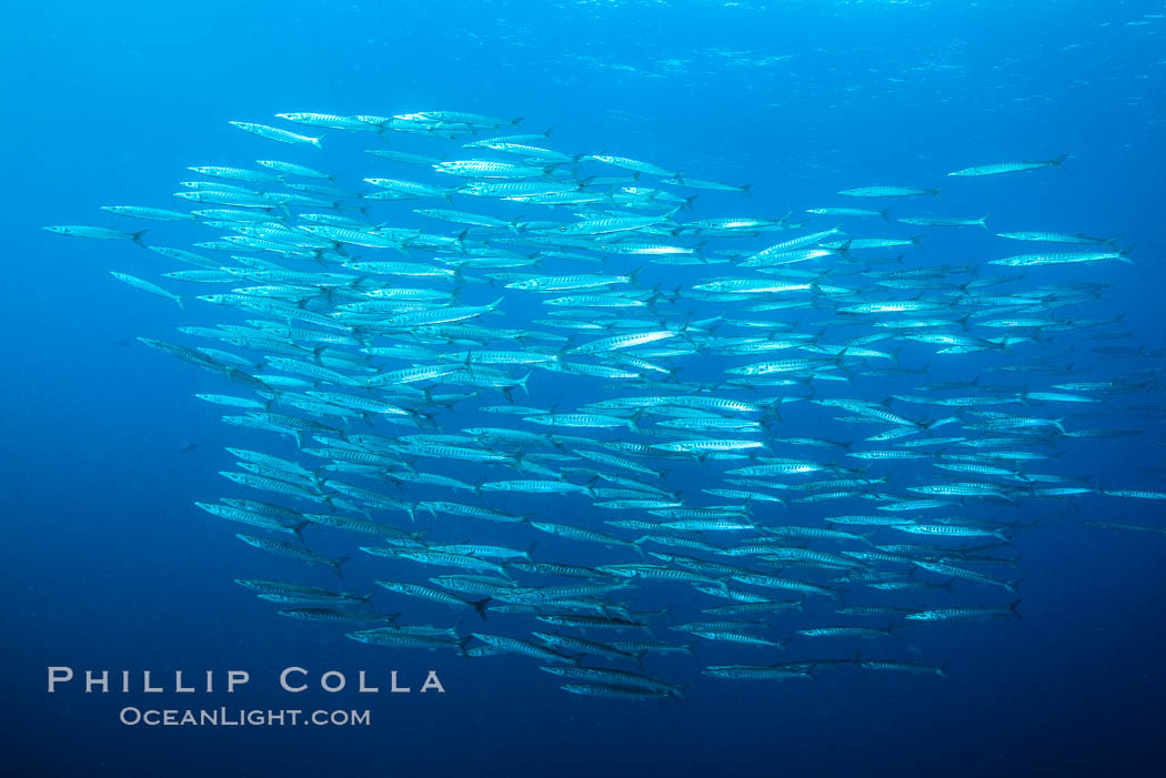 Mexican Barracuda, Los Islotes, Baja Califorinia. Sea of Cortez, Baja California, Mexico, natural history stock photograph, photo id 31252