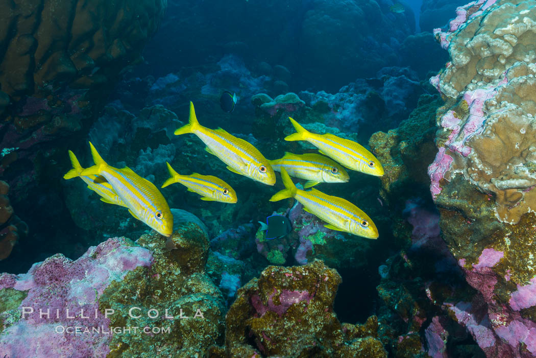 Mexican goatfish, Mulloidichthys dentatus, Clipperton Island. France, natural history stock photograph, photo id 32974