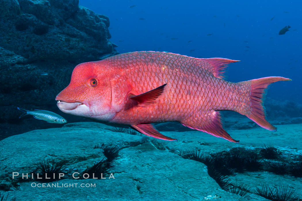 Mexican hogfish, adult male showing fleshy bump on head. Guadalupe Island (Isla Guadalupe), Baja California, Mexico, Bodianus diplotaenia, natural history stock photograph, photo id 09608