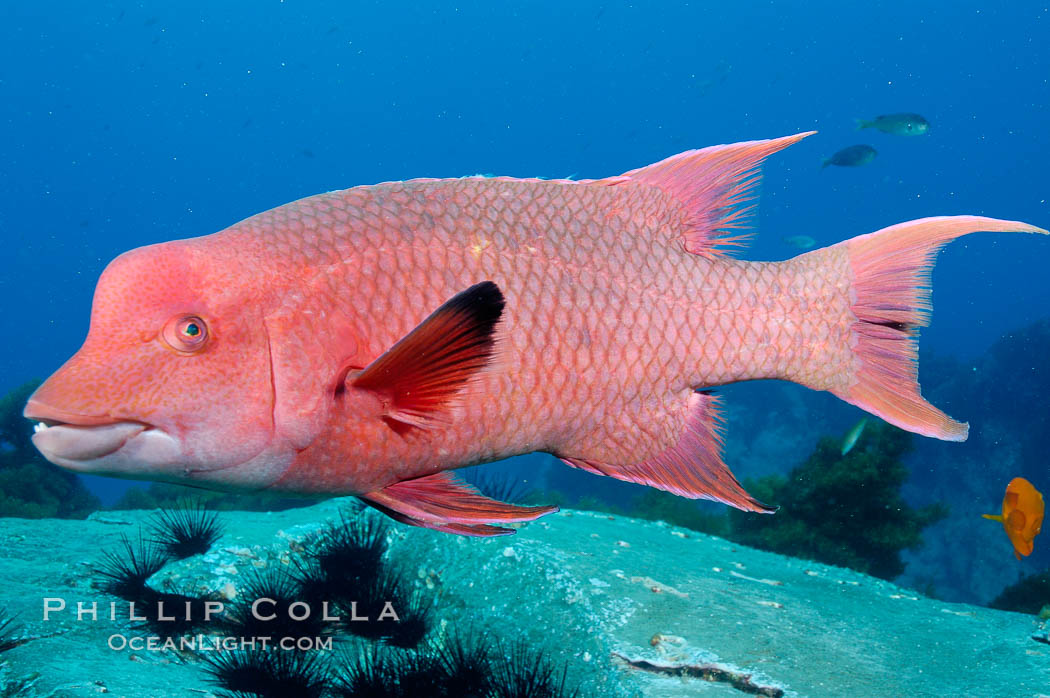 Mexican hogfish, adult male showing fleshy bump on head. Guadalupe Island (Isla Guadalupe), Baja California, Mexico, Bodianus diplotaenia, natural history stock photograph, photo id 09620