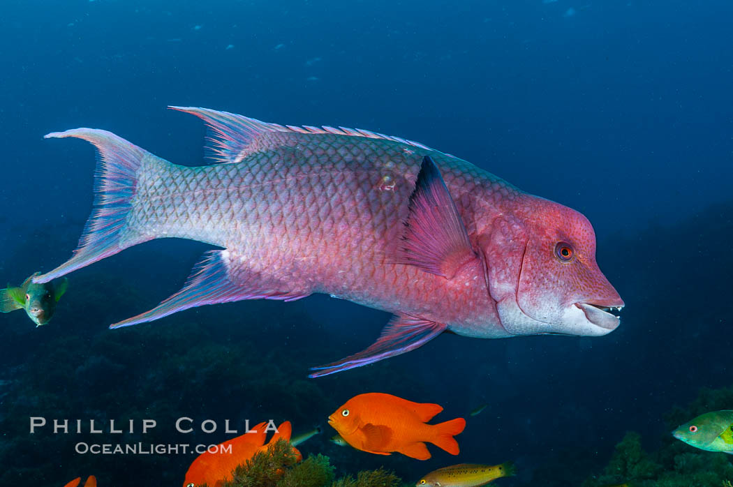 Mexican hogfish, adult male showing fleshy bump on head. Guadalupe Island (Isla Guadalupe), Baja California, Mexico, Bodianus diplotaenia, natural history stock photograph, photo id 09617
