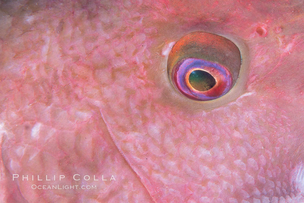 Mexican hogfish eye detail, adult male, Sea of Cortez. Isla Cayo, Baja California, Mexico, Bodianus diplotaenia, natural history stock photograph, photo id 33756