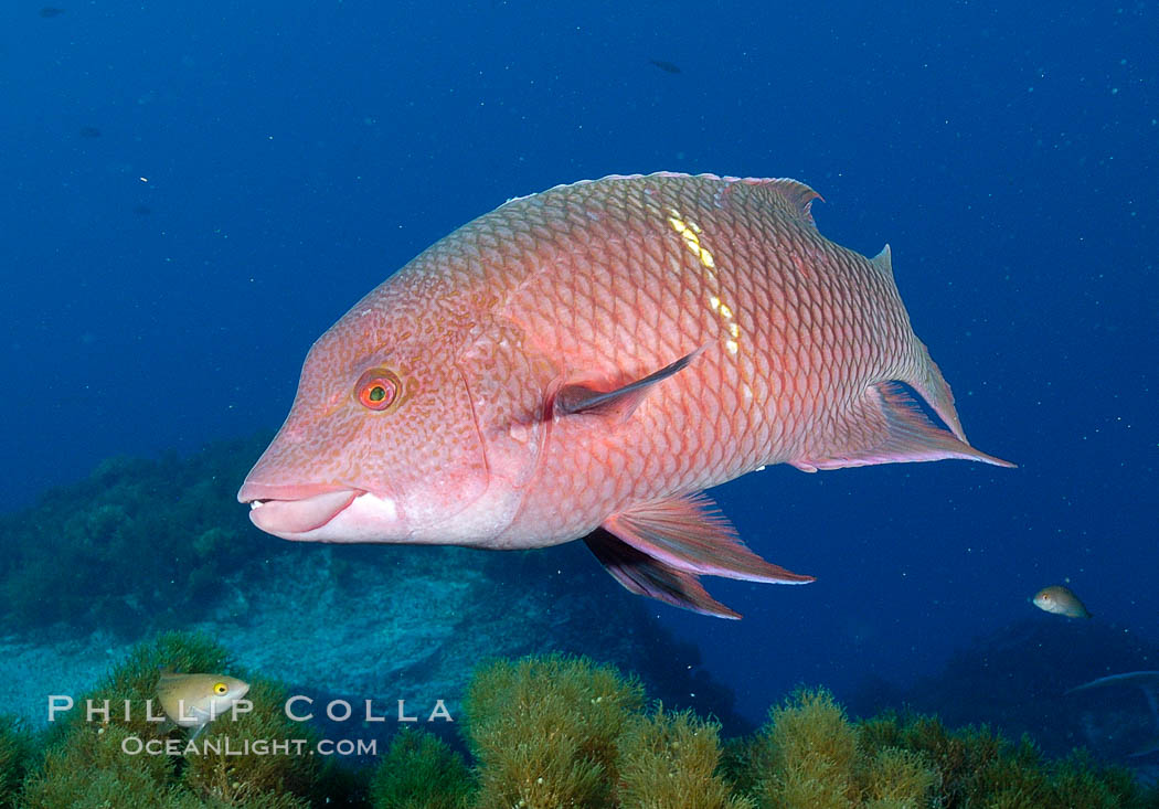 Mexican hogfish, female or subadult male lacking fleshy bump on head. Guadalupe Island (Isla Guadalupe), Baja California, Mexico, Bodianus diplotaenia, natural history stock photograph, photo id 09610