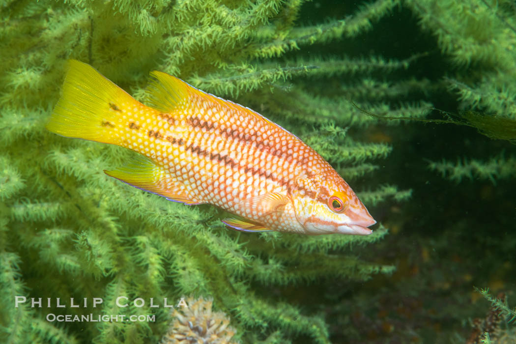 Mexican hogfish, female coloration, Isla de la Guarda, Sea of Cortez, Baja California, Mexico, Bodianus diplotaenia, Isla Angel de la Guarda Mexican hogfish, female coloration, Isla de la Guarda, Sea of Cortez, Baja California, Mexico, Bodianus diplotaenia, Isla Angel de la Guarda