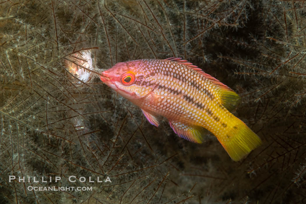 Mexican hogfish, female coloration, Isla de la Guarda, Sea of Cortez, Baja California, Mexico, Bodianus diplotaenia, Isla Angel de la Guarda Mexican hogfish, female coloration, Isla de la Guarda, Sea of Cortez, Baja California, Mexico, Bodianus diplotaenia, Isla Angel de la Guarda