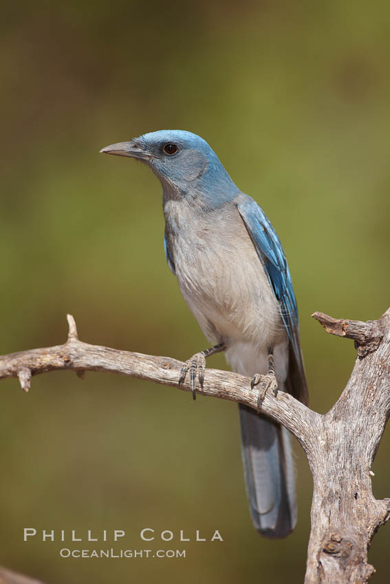 Mexican jay. Madera Canyon Recreation Area, Green Valley, Arizona, USA, Aphelocoma ultramarina, natural history stock photograph, photo id 22912