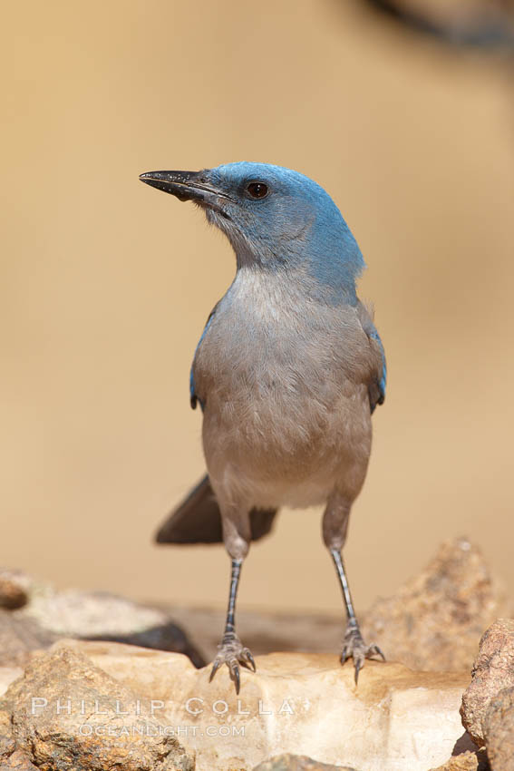 Mexican jay. Madera Canyon Recreation Area, Green Valley, Arizona, USA, Aphelocoma ultramarina, natural history stock photograph, photo id 23046