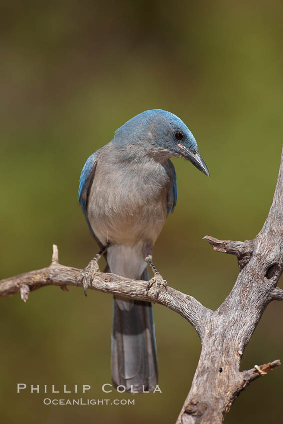 Mexican jay. Madera Canyon Recreation Area, Green Valley, Arizona, USA, Aphelocoma ultramarina, natural history stock photograph, photo id 23079