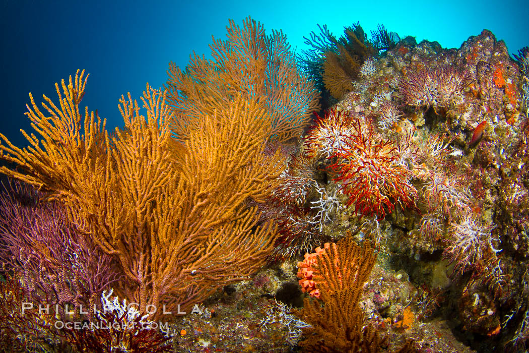Reef with gorgonians and marine invertebrates, Sea of Cortez, Baja California, Mexico., natural history stock photograph, photo id 27502