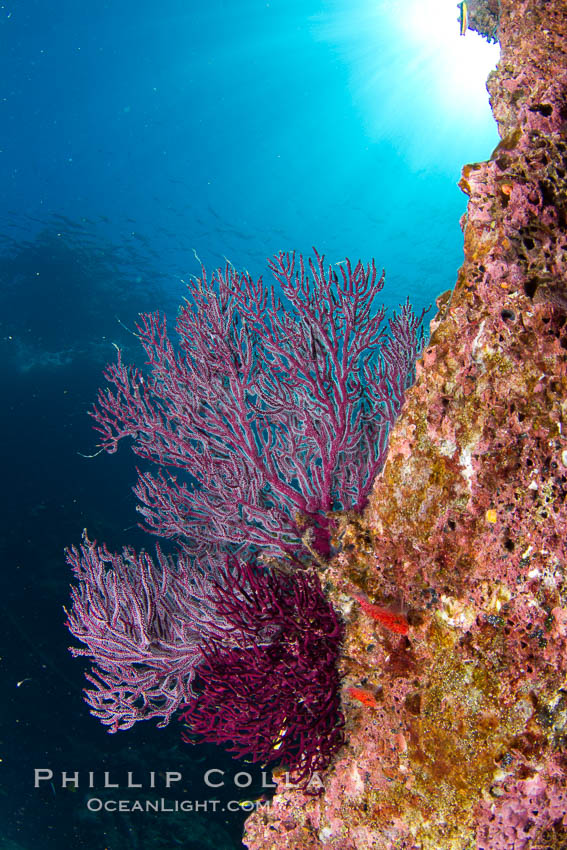 Reef with gorgonians and marine invertebrates, Sea of Cortez, Baja California, Mexico., natural history stock photograph, photo id 27506