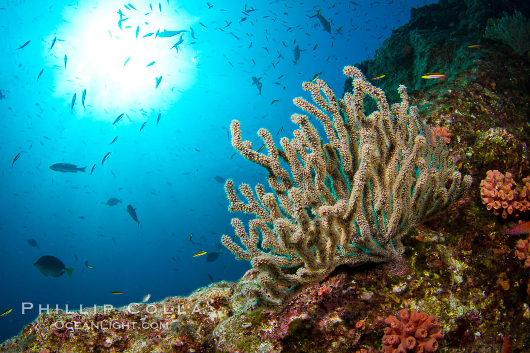 Reef with gorgonians and marine invertebrates, Sea of Cortez, Baja California, Mexico., natural history stock photograph, photo id 27518