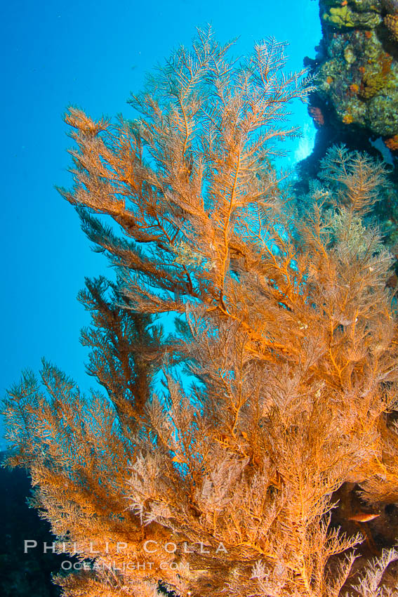 Reef with gorgonians and marine invertebrates, Sea of Cortez, Baja California, Mexico., natural history stock photograph, photo id 27522