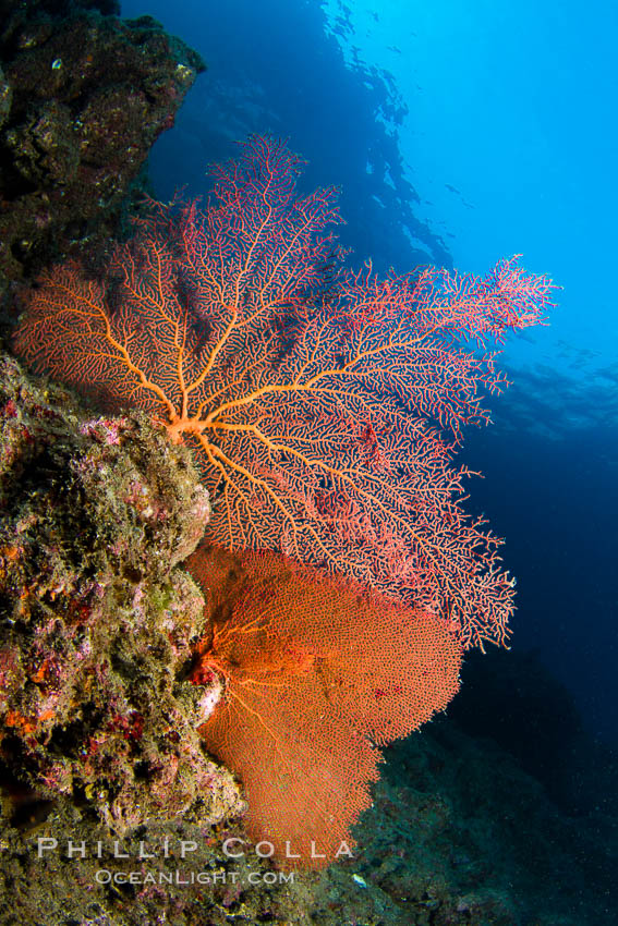 Reef with gorgonians and marine invertebrates, Sea of Cortez, Baja California, Mexico., natural history stock photograph, photo id 27504