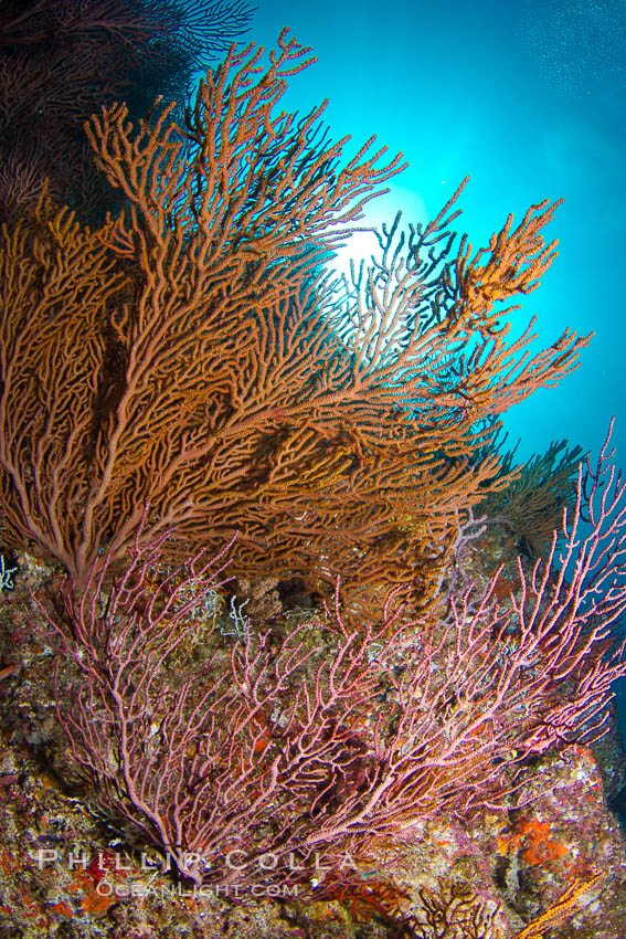 Reef with gorgonians and marine invertebrates, Sea of Cortez, Baja California, Mexico., natural history stock photograph, photo id 27508