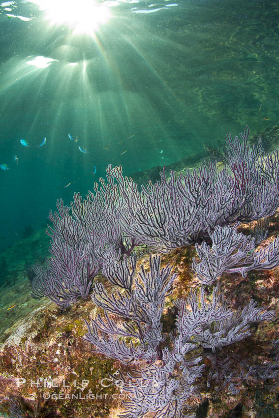 Reef with gorgonians and marine invertebrates, Sea of Cortez, Baja California, Mexico., natural history stock photograph, photo id 27524
