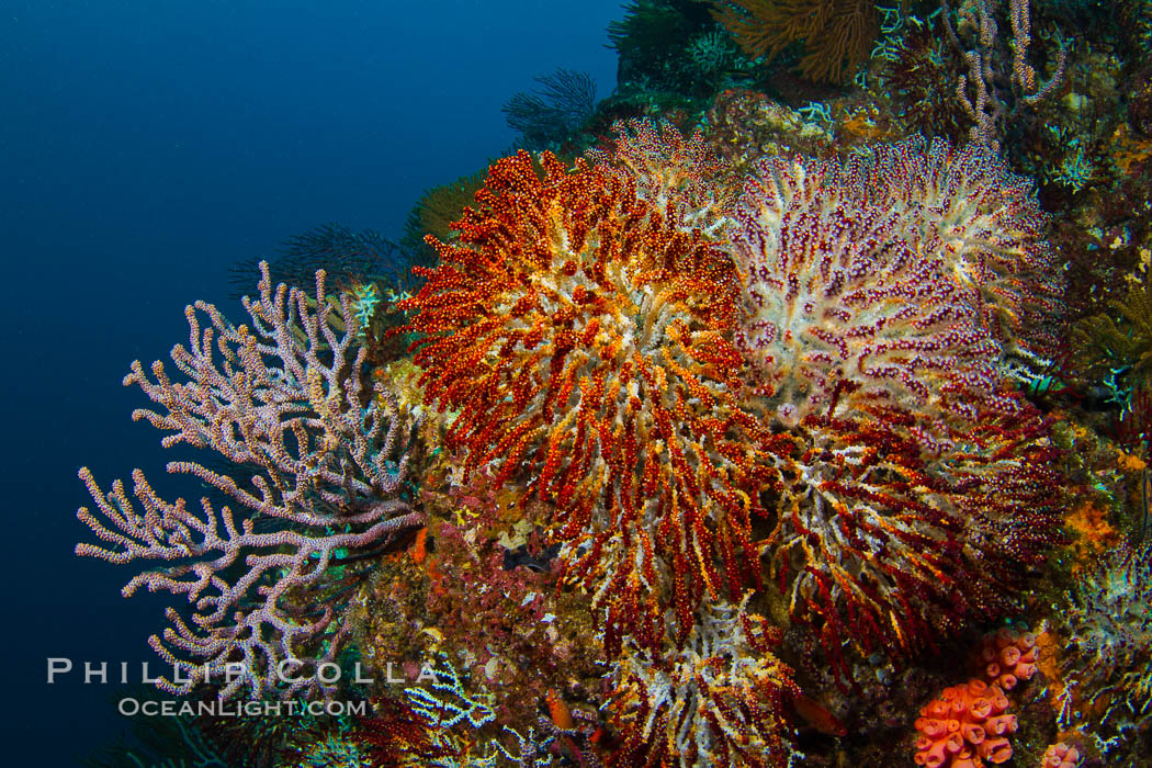 Reef with gorgonians and marine invertebrates, Sea of Cortez, Baja California, Mexico., natural history stock photograph, photo id 27511