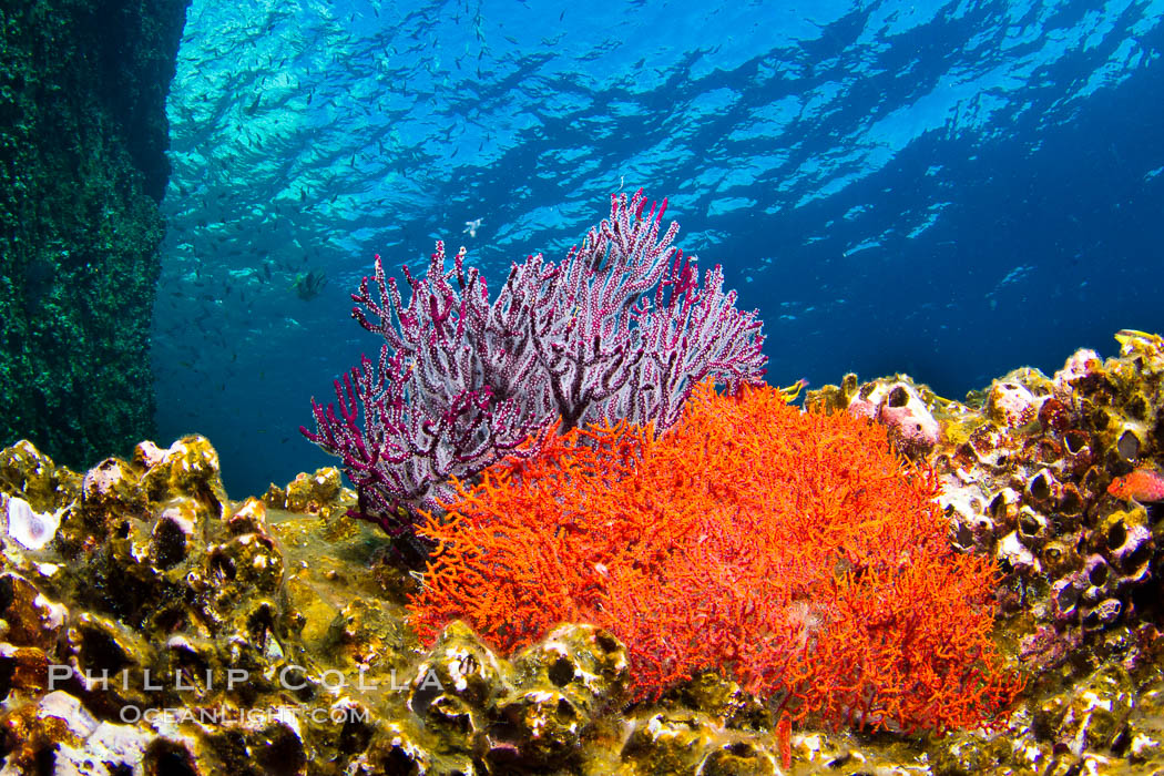 Reef with gorgonians and marine invertebrates, Sea of Cortez, Baja ...