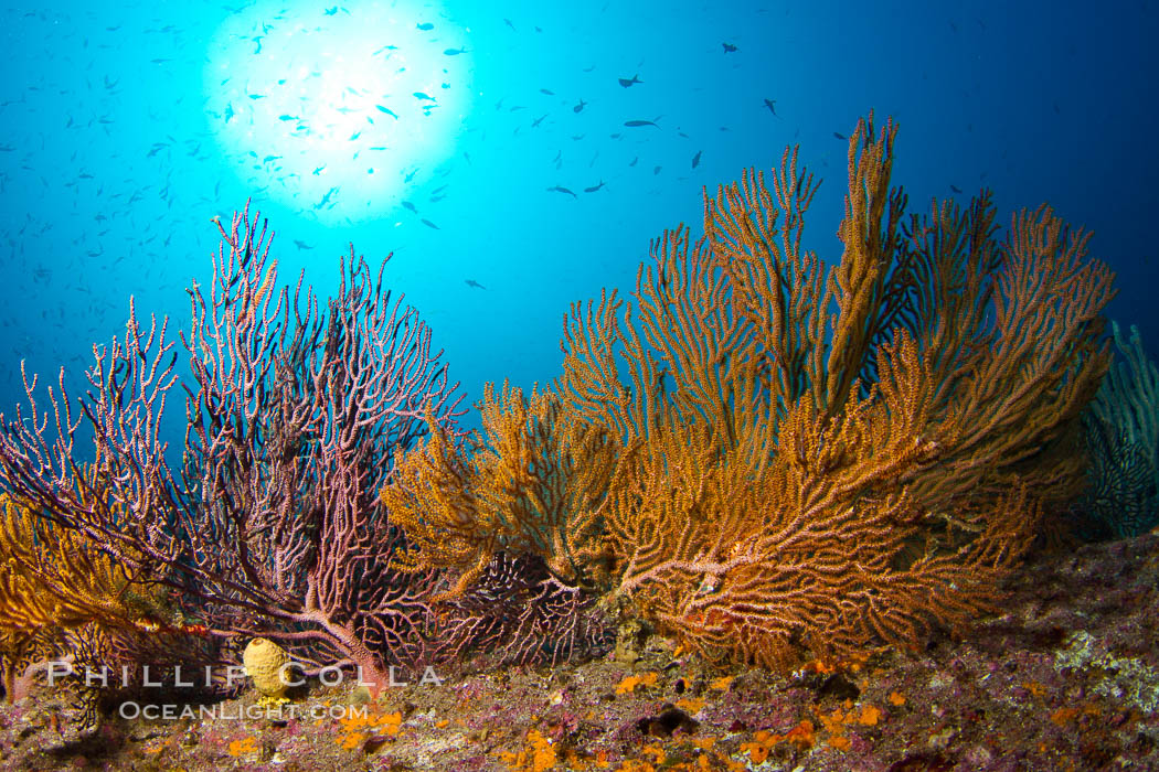 Reef with gorgonians and marine invertebrates, Sea of Cortez, Baja California, Mexico., natural history stock photograph, photo id 27519