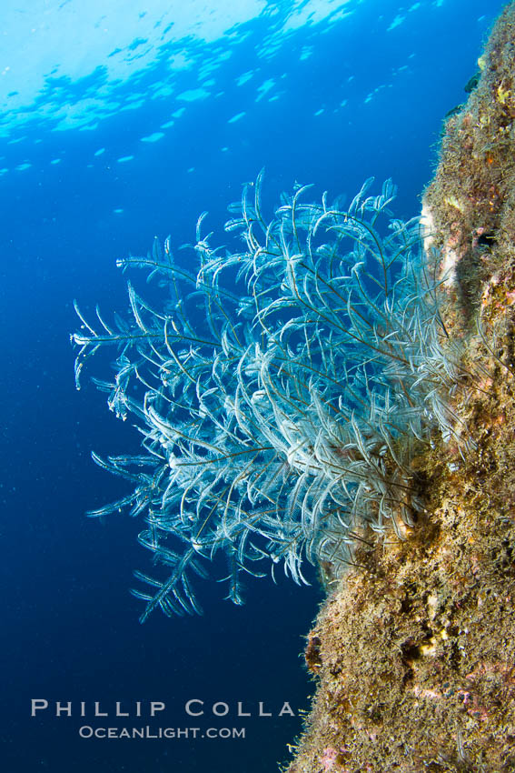 Reef with gorgonians and marine invertebrates, Sea of Cortez, Baja California, Mexico., natural history stock photograph, photo id 27513