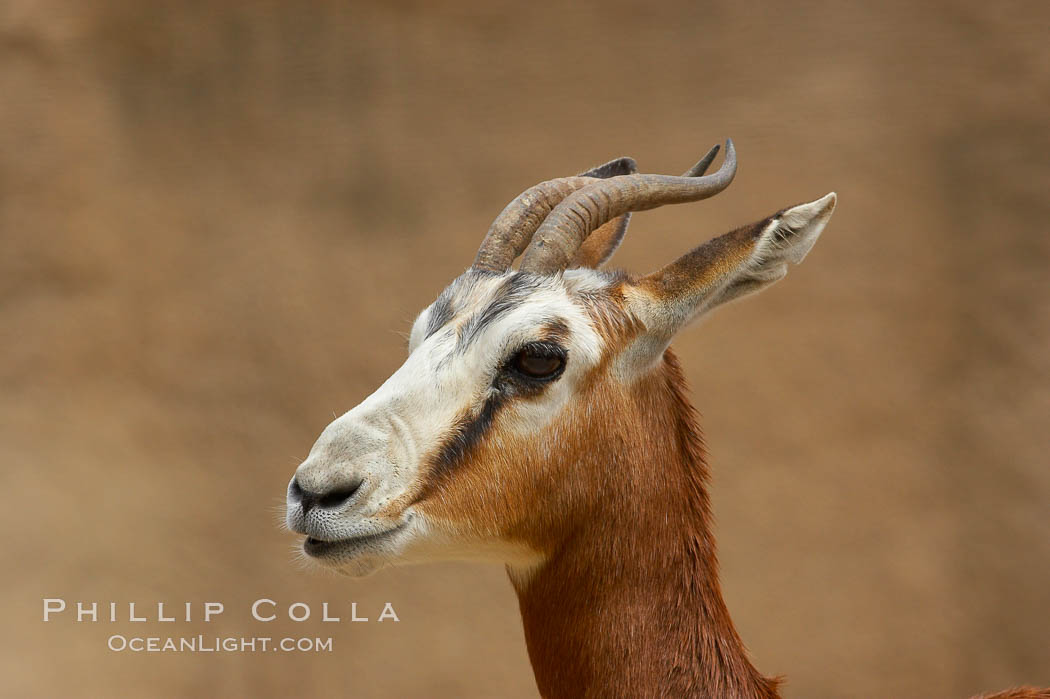 Mhorrs gazelle., Gazella dama mhorr, natural history stock photograph, photo id 12540