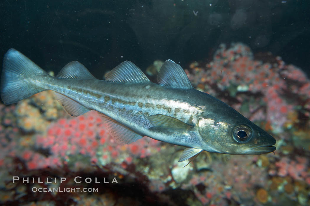 Pacific tomcod., Microgadus proximus, natural history stock photograph, photo id 11818