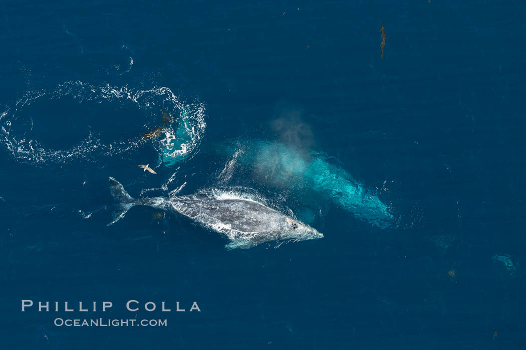 Gray whales traveling south to Mexico during their winter migration.  The annual migration of the California gray whale is the longest known migration of any mammal, 10,000 to 12,000 miles from the Bering Sea to Baja California. Coronado Islands (Islas Coronado), Eschrichtius robustus, natural history stock photograph, photo id 29046