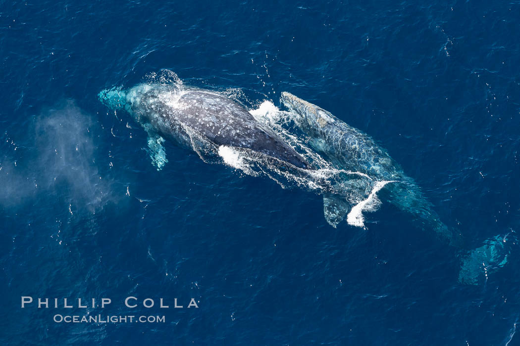 Gray whales traveling south to Mexico during their winter migration.  The annual migration of the California gray whale is the longest known migration of any mammal, 10,000 to 12,000 miles from the Bering Sea to Baja California. Coronado Islands (Islas Coronado), Eschrichtius robustus, natural history stock photograph, photo id 29050