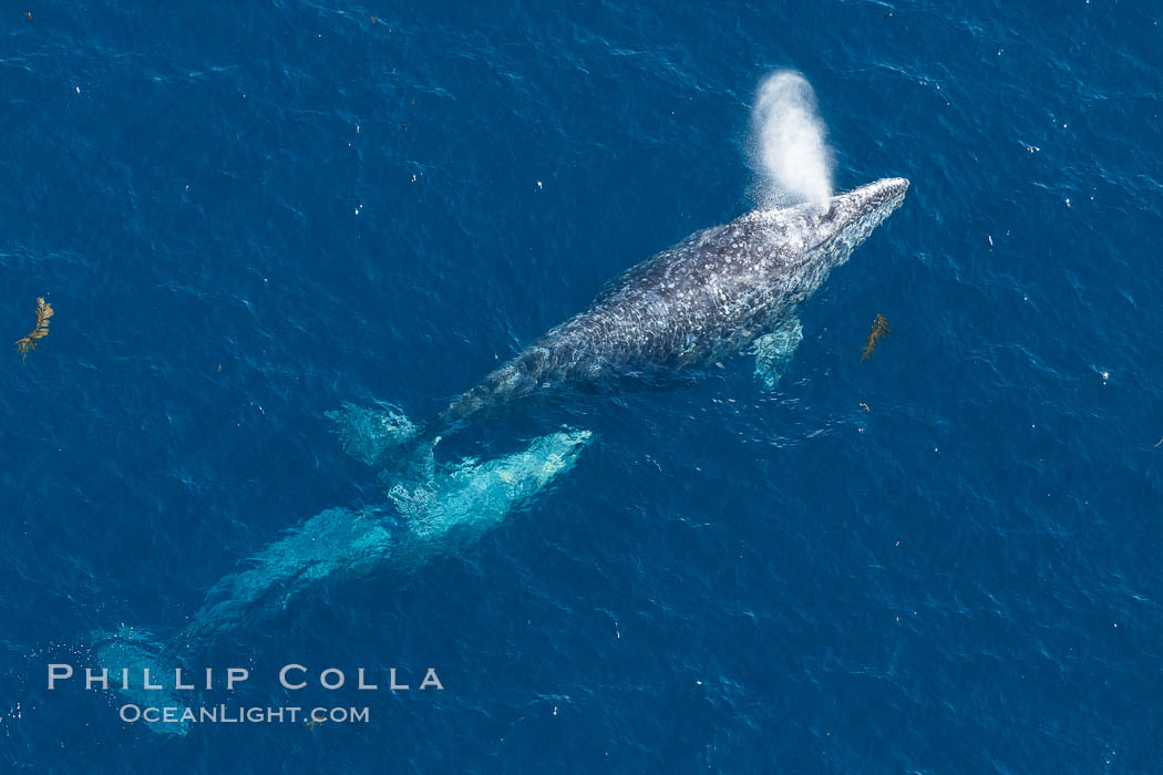 Gray whales traveling south to Mexico during their winter migration.  The annual migration of the California gray whale is the longest known migration of any mammal, 10,000 to 12,000 miles from the Bering Sea to Baja California. Coronado Islands (Islas Coronado), Eschrichtius robustus, natural history stock photograph, photo id 29047