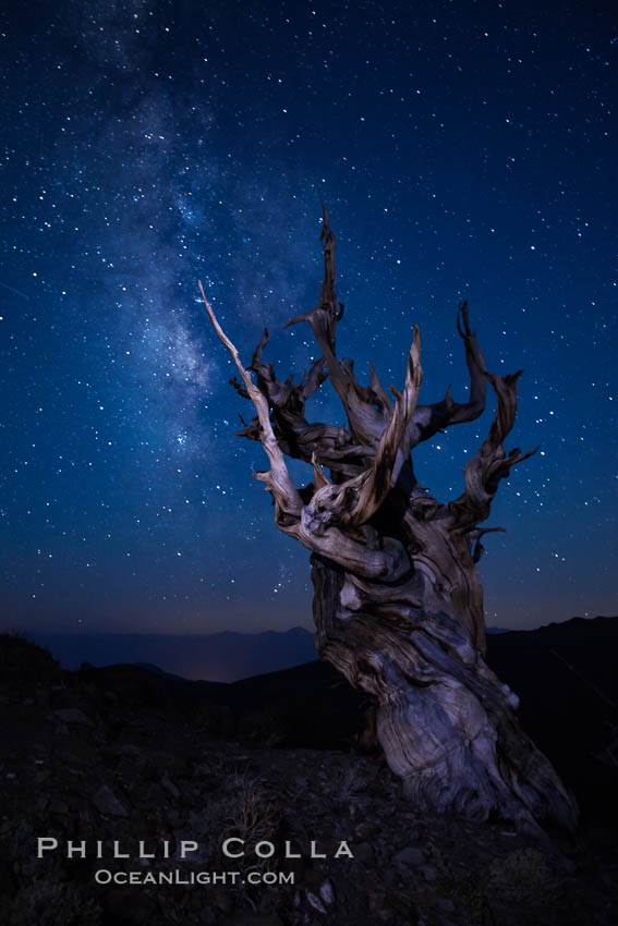 Stars and the Milky Way rise above ancient bristlecone pine trees, in the White Mountains at an elevation of 10,000' above sea level.  These are some of the oldest trees in the world, reaching 4000 years in age. Ancient Bristlecone Pine Forest, White Mountains, Inyo National Forest, California, USA, Pinus longaeva, natural history stock photograph, photo id 27786