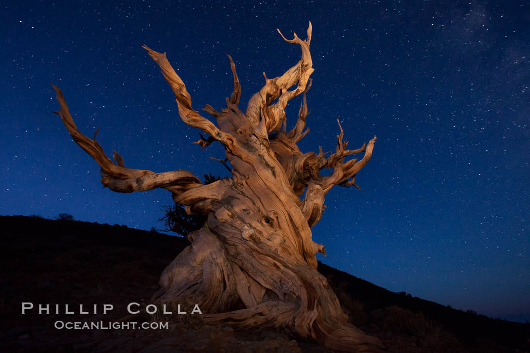 Stars and the Milky Way rise above ancient bristlecone pine trees, in the White Mountains at an elevation of 10,000' above sea level.  These are some of the oldest trees in the world, reaching 4000 years in age. Ancient Bristlecone Pine Forest, White Mountains, Inyo National Forest, California, USA, Pinus longaeva, natural history stock photograph, photo id 27790