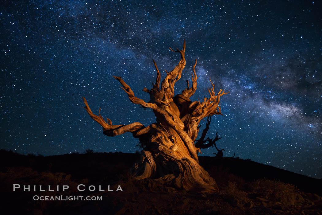 Stars and the Milky Way rise above ancient bristlecone pine trees, in the White Mountains at an elevation of 10,000' above sea level.  These are some of the oldest trees in the world, reaching 4000 years in age. Ancient Bristlecone Pine Forest, White Mountains, Inyo National Forest, California, USA, Pinus longaeva, natural history stock photograph, photo id 27780